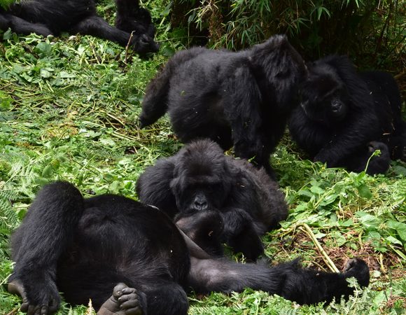Gorilla trekking in Rwanda