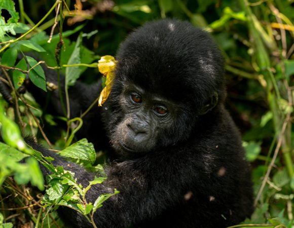 Gorilla Trekking In Bwindi Impenetrable National Park Uganda