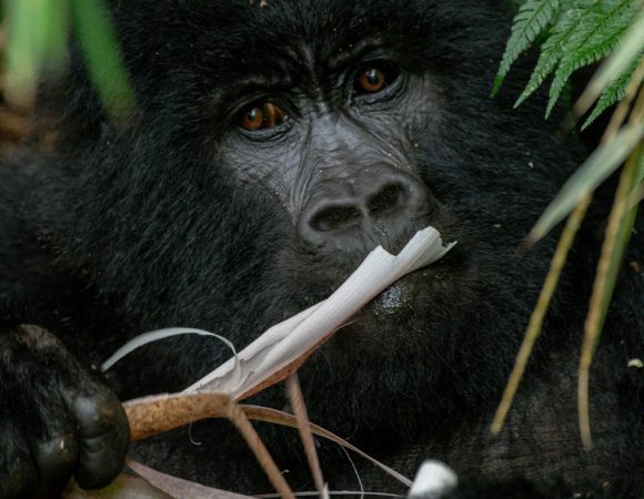 What do mountain gorillas eat?