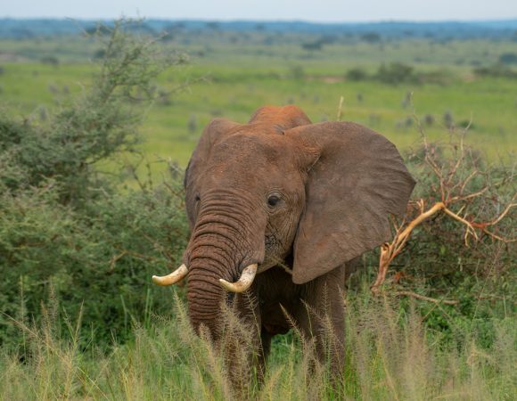 Things to do in Murchison Falls National Park