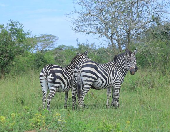 10 Days Uganda Wildlife, Primate and cultural safari