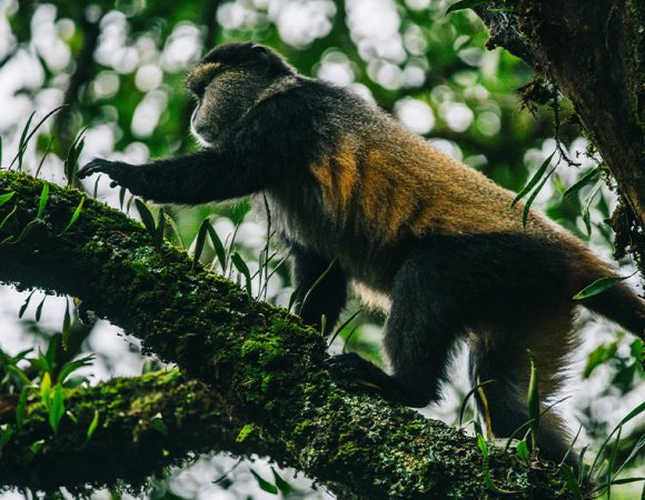 4 Days Rwanda - Uganda Golden Monkey & Gorillas