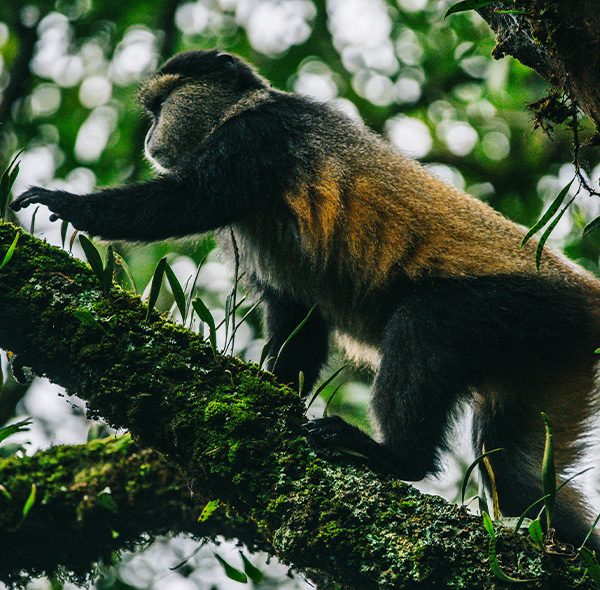 4 Days Rwanda - Uganda Golden Monkey & Gorillas