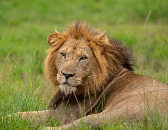 5 Days Wildlife Safaris And Primates Experience