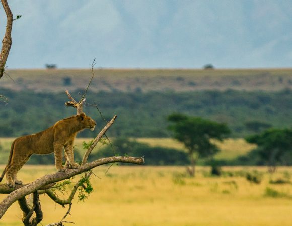 5 Days Best of Uganda