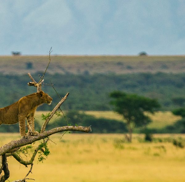 5 Days Best of Uganda