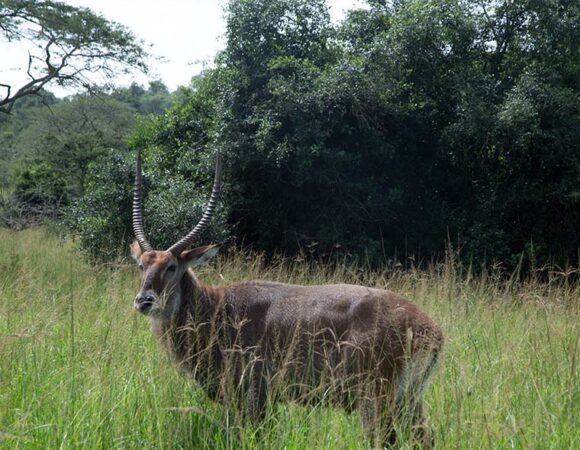 15 Days The Best Of Uganda Safari