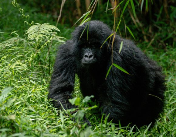 3 Day Gorillas & Batwa Experience