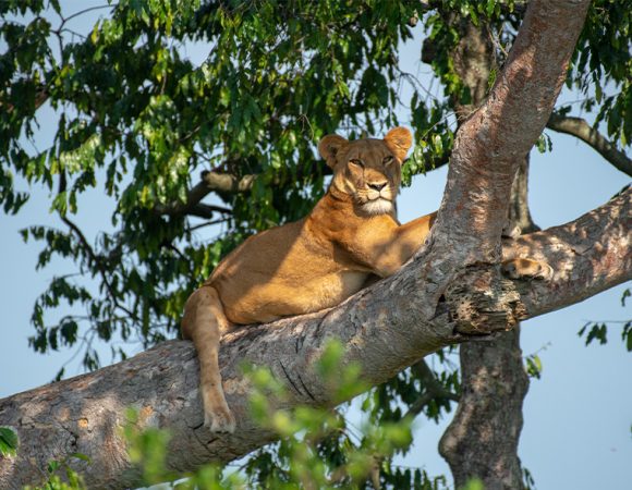 3 Days Queen Elizabeth National Park