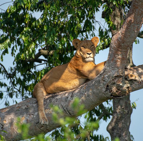 3 Days Queen Elizabeth National Park