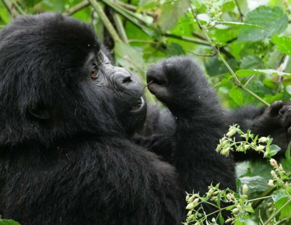 3 Days Standard Itinerary For Mountain Gorilla Trekking
