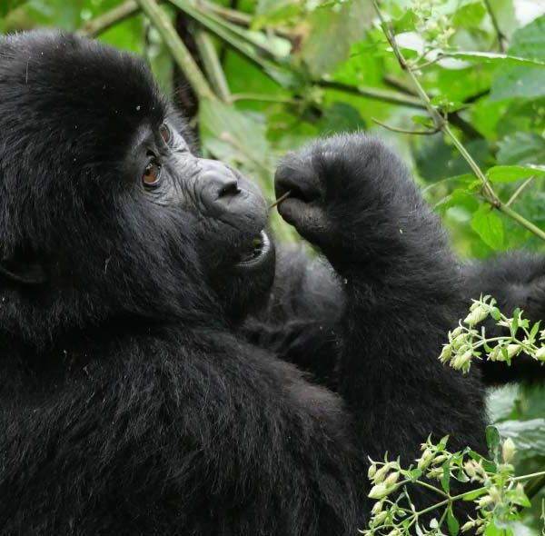 3 Days Standard Itinerary For Mountain Gorilla Trekking